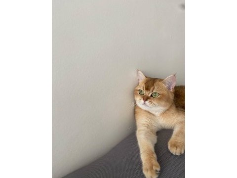 Kimlikli british shorthair orjinal