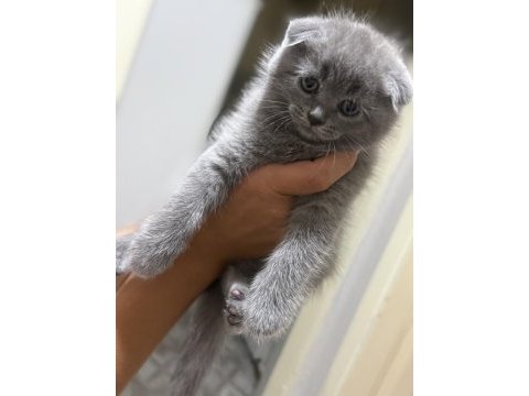 15 haziran doğumlu son kalan 2 scottish fold