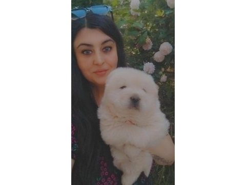 Çin aslanı chow chow