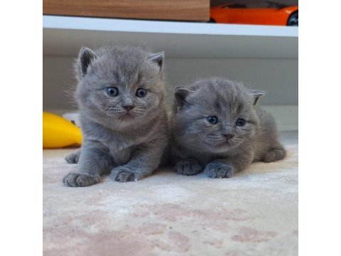 British shorthair yavru kedilerimiz