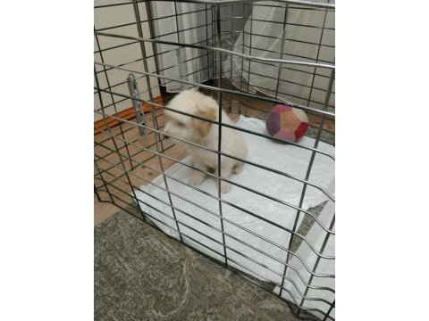3,5 aylık terrier hayırlı olsun