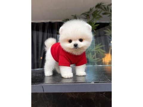 Ayı surat pomeranian boo yavrum sizlerle
