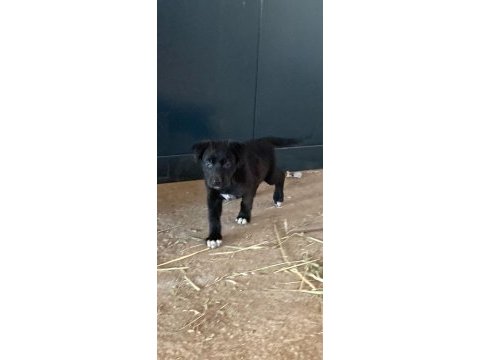 A+ anne babadan erkek dişi belçika malinois yavrular
