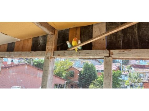 Sağlıklı yavrulu takım papağanlar