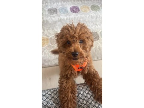 4 aylık efsane toy poodle tüm aşıları yapılmış