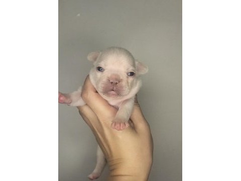 A kaliteli french bulldog yavrularım