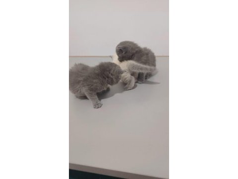 2 aylık yavru scottish fold kedimiz
