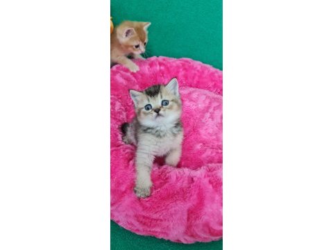 British shorthair yavrumuz sizleri bekliyor