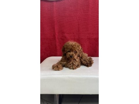 Tüm aşıları tam 3 aylık dişi toy poodle
