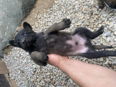 Hırs küpü belçika kurdu