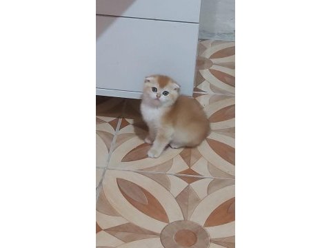 Fold golden scottish fold yavru