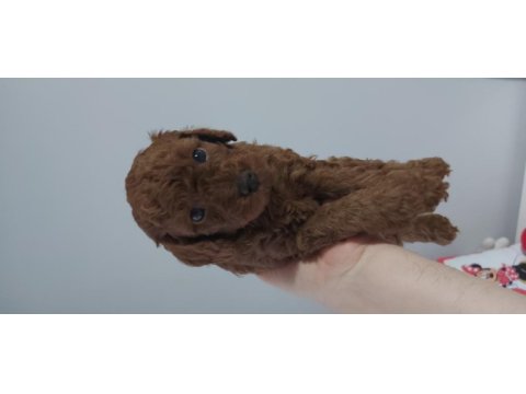 Safkan red brown toy poodle bebekler