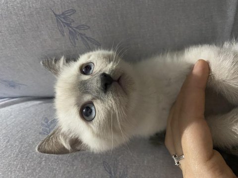 Mavi gözlü beyaz kedim