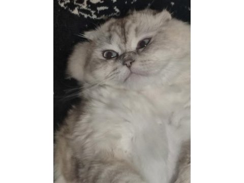 British longhair oğlum