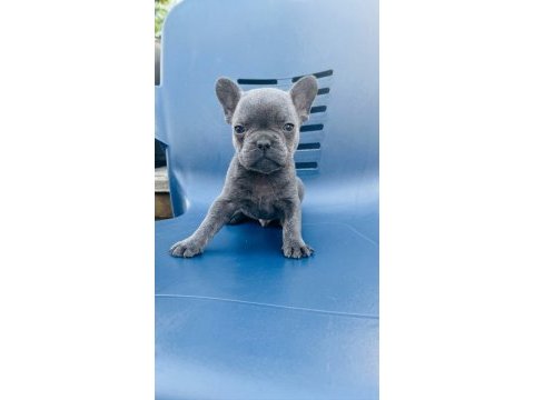 Blue egzotik french bulldog yavrular