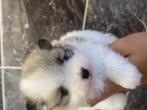 Pomeranian boo ayı surat bebekler