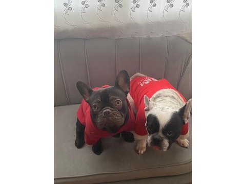 Cift kopya choco kaliteli erken soyu guzel frenchbulldog