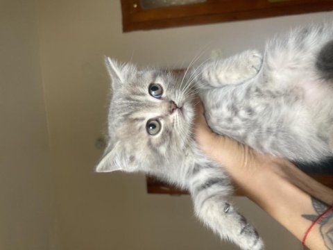 2 aylık british shorthair yavrular