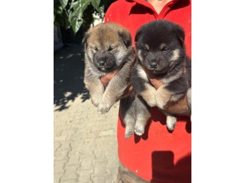 Shiba inu bebişler