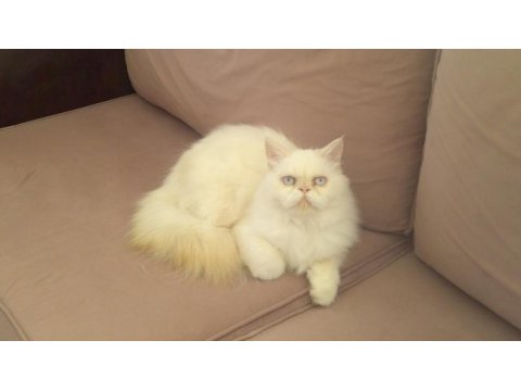 Yakışıklı iran kedisi oğlum