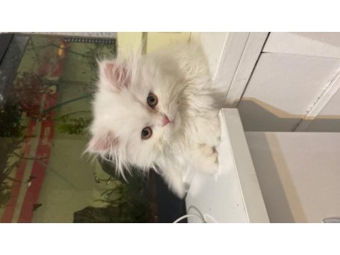 3.5 aylık erkek chinchilla yavrumuz sahiplendirilecektir