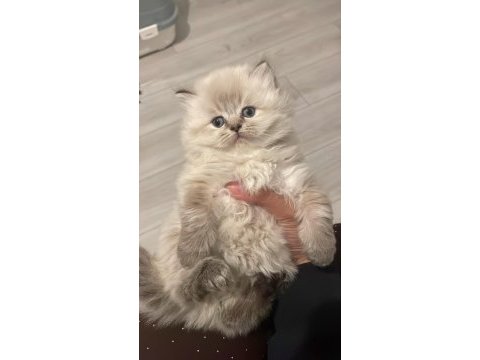 Blue point british longhair kedilerim