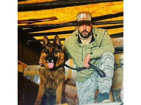 Safkan alman çoban köpeği yavrusu