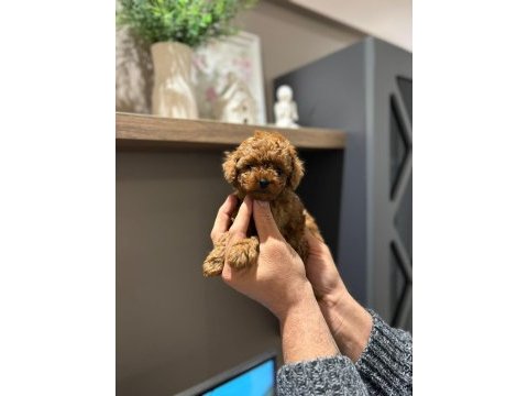 Efsane poodle yavrularımız hazır