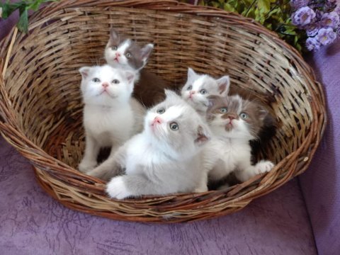 Bicolor british shorthair yavrular rezerveye açık