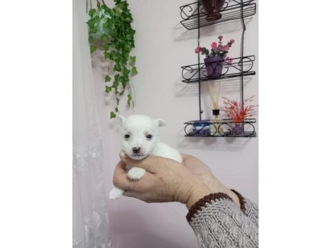 Micro boy 4 erkek chihuahua bebekler