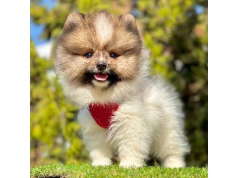 Safkan pomeranian boo yavrularımız