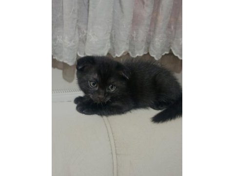 Siyah scottish fold