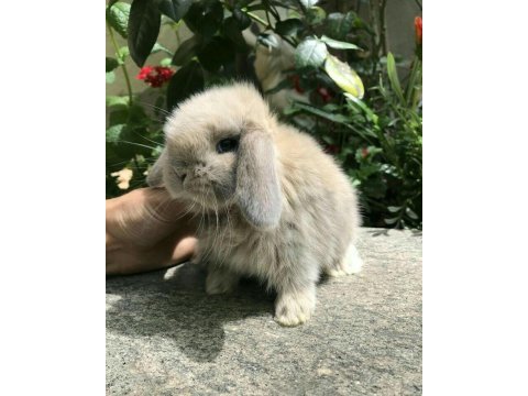 Lop tavşanlarımız gün içi gönderim mevcut