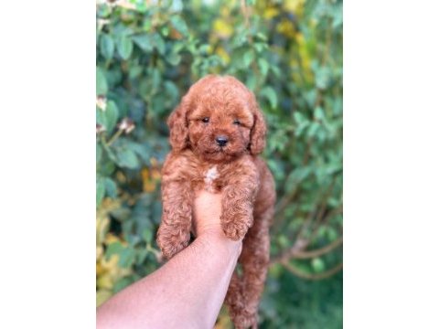 Cep boy toy poodle yavrularım