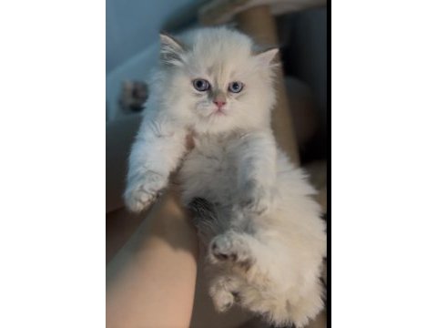 British longhair golden point ny1233 erkek