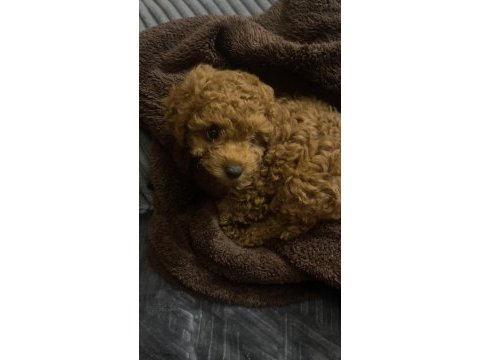 Gölgemiz çok tatlı poodle