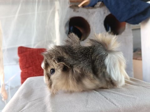 Yavru guinea piglerimiz