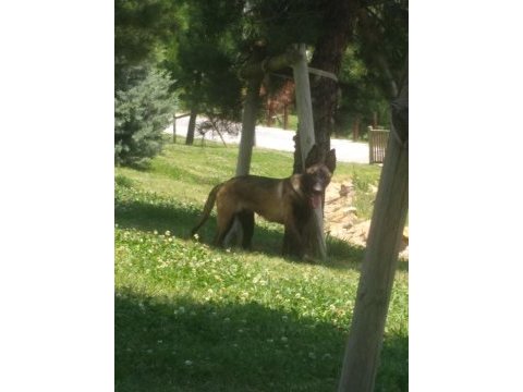 Ref k9 secere li mia zico eşleşmesi