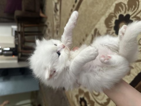 2 buçuk aylık british longhair yavrular