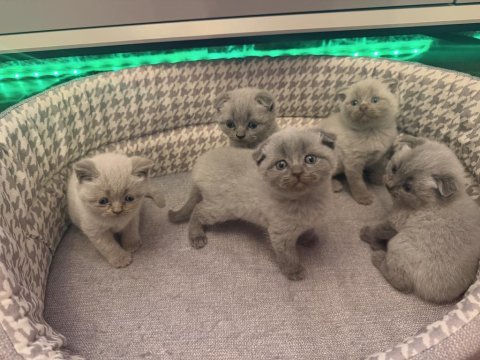 40 günlük bebek kediler yeni yuvasını arıyor