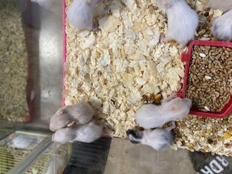Hamster yavruları