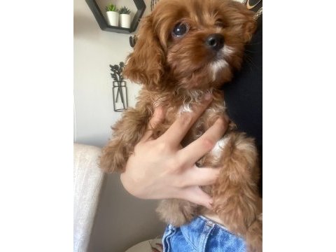 2 aylık maltipoo