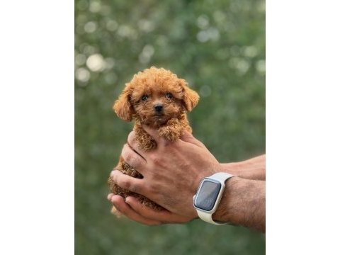 Safkan teacup kore poodle wc eğitimli miniboy