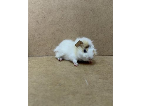 Ginepig yavrularımız gün içi gönderim sağlanmakta