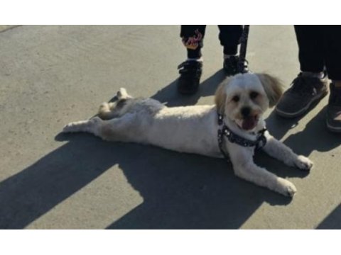 Morkie erkek