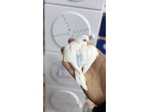 Yeni yeme düşmüş mor sp albino litüno kuşlar