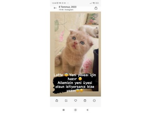 Scottish fold yavrularımız yeni yuvalarına gitmeye hazır