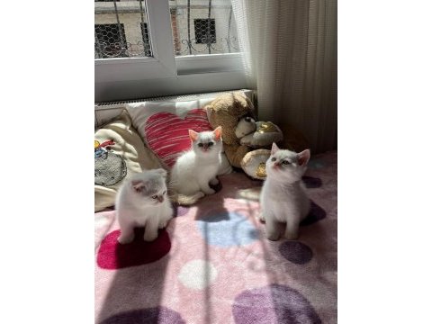 Safkan british shorthair yavru kedilerimiz