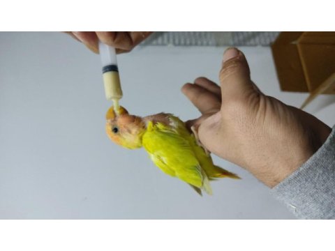 El besleme bebek sevda papağanlar