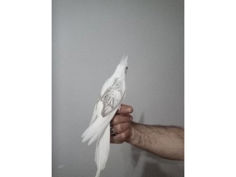 Full evcil sultan yavrular